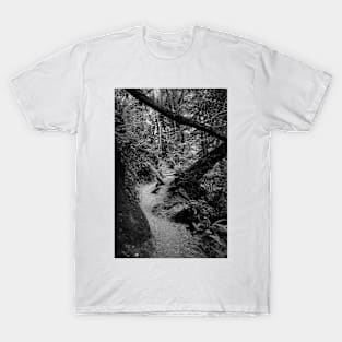 Muir Woods. Trail Entrance. 2012 T-Shirt